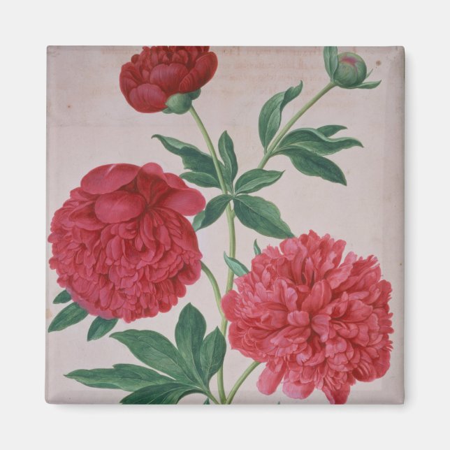 Aimant Peonies, assiette 46 du Nassau Florilegium (avec c (Devant)