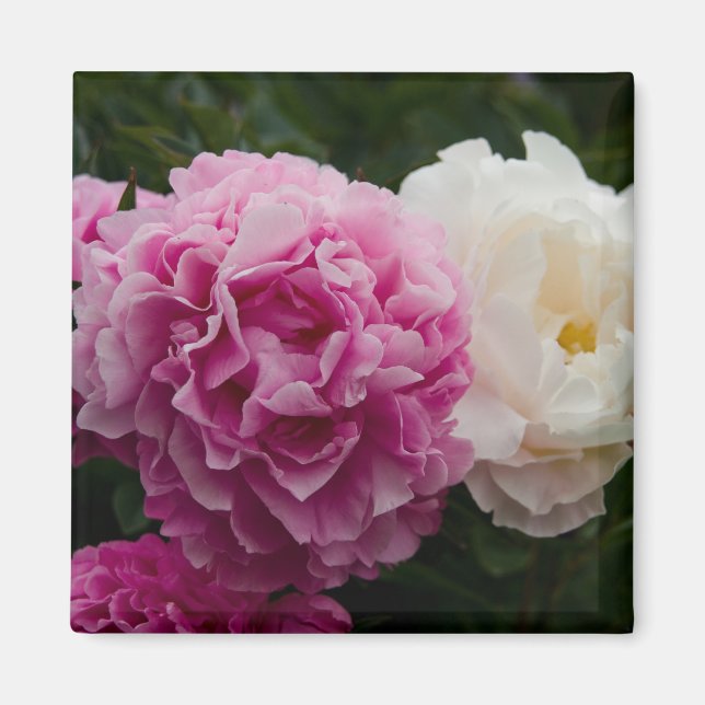Aimant Peonies roses et blanches | Rosa & Weiße Pfingstro (Devant)