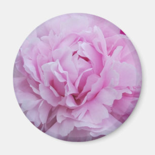 Aimant Peonies roses / Peony