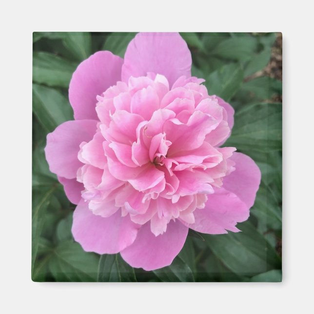Aimant Peony rose (Devant)