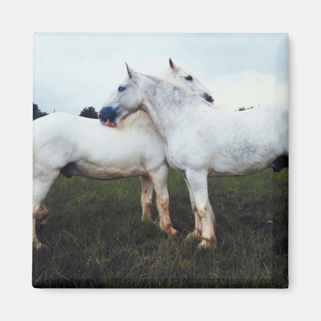 Aimant Percherons Se Cultivant (Devant)