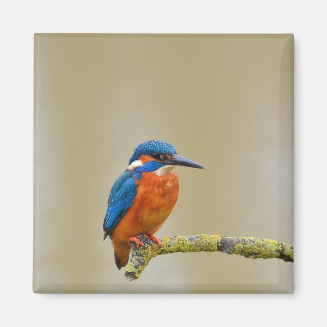 Aimant Perching Kingfisher (Devant)