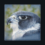Aimant Peregrine-aérographe<br><div class="desc">Les faucons pèlerins sont des rapaces de taille de corbeau,  célèbres pour leur vitesse et leur beauté. L'artiste de la faune Kathie Miller a capturé ce magnifique oiseau de proie avec l'aérographe.</div>