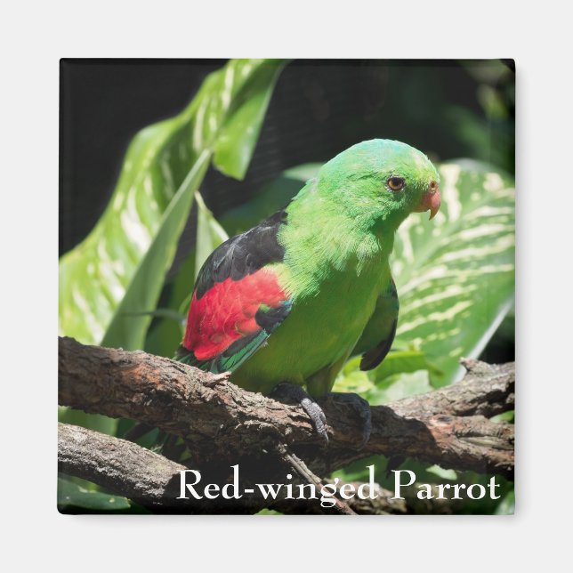 Aimant Perroquet à ailes rouges sur le membre de l'arbre (Devant)