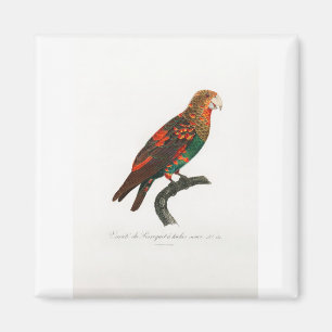 Aimant perroquet de macaw