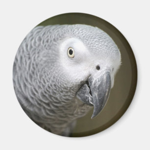 Aimant perroquet mignon