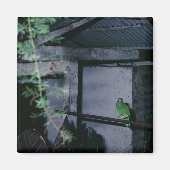 Aimant Perroquet vert local Polly Honduras (Devant)