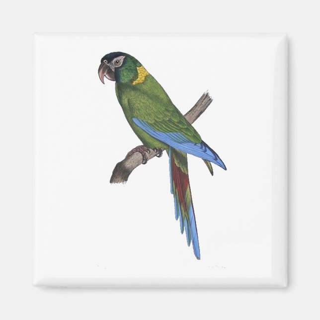 Aimant Perroquet vert Macaw Art fin peinture nature (Devant)