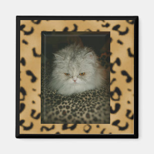 Aimant Persan Kitty