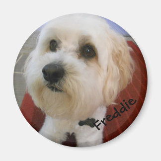 Aimant Personnalités magnétiques - Freddie