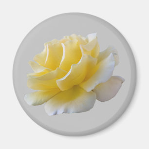 Aimant Pétales de rose jaune