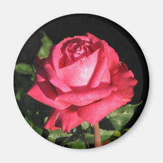 Aimant Peter Frankenfeld Hybrid Tea Rose 001