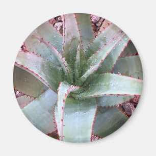 Aimant Petit agave