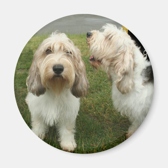 Aimant Petit Basette Griffon Vendeen (Devant)