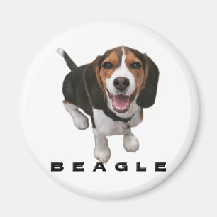 Aimant Petit beagle