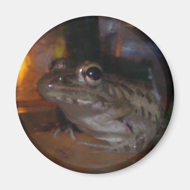 AIMANT PETIT BULLFROG (Devant)