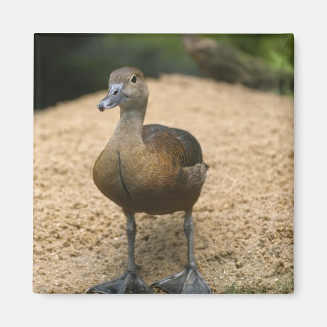 Aimant Petit canard curieux (Devant)