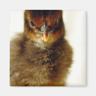 Aimant Petit Chick