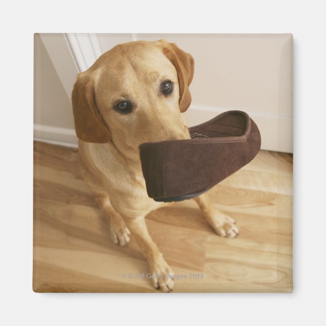 Aimant Petit chiot de récupération Labrador avec glisseur (Devant)