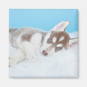 Aimant Petit Chiot Husky allongé sur une couverture