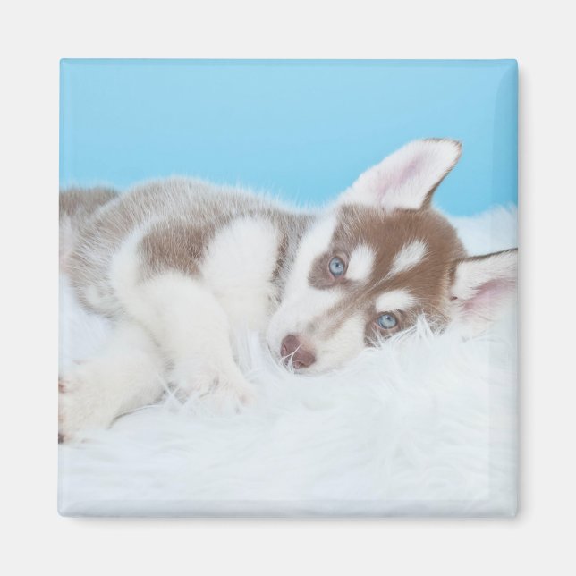 Aimant Petit Chiot Husky allongé sur une couverture (Devant)