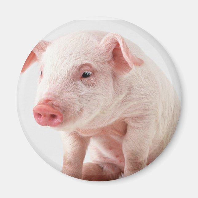Aimant Petit cochon (Devant)