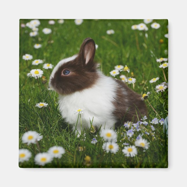 Aimant Petit lapin Brown et blanc en fleurs (Devant)