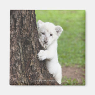 Aimant Petit lion blanc caché derrière un arbre.