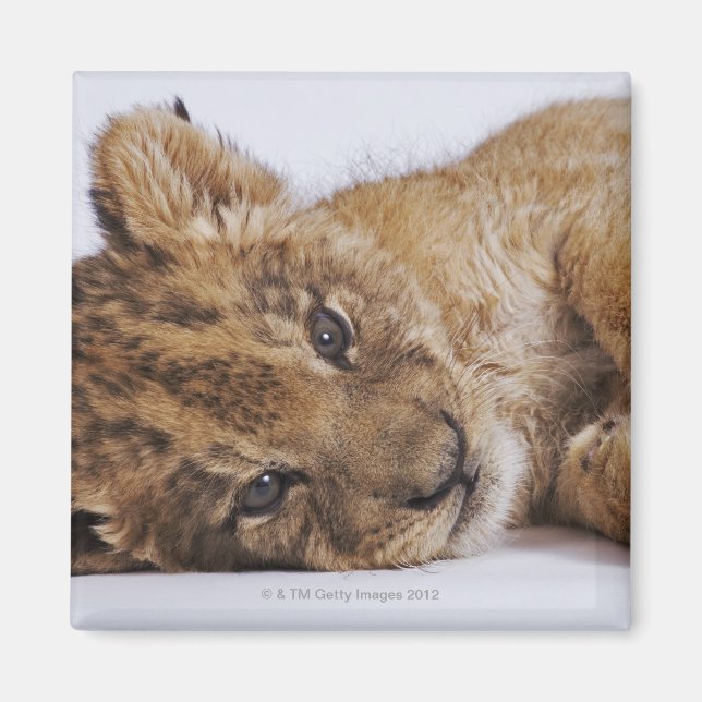 Aimant Petit lion (Panthera leo) allongé sur le côté, gro (Devant)
