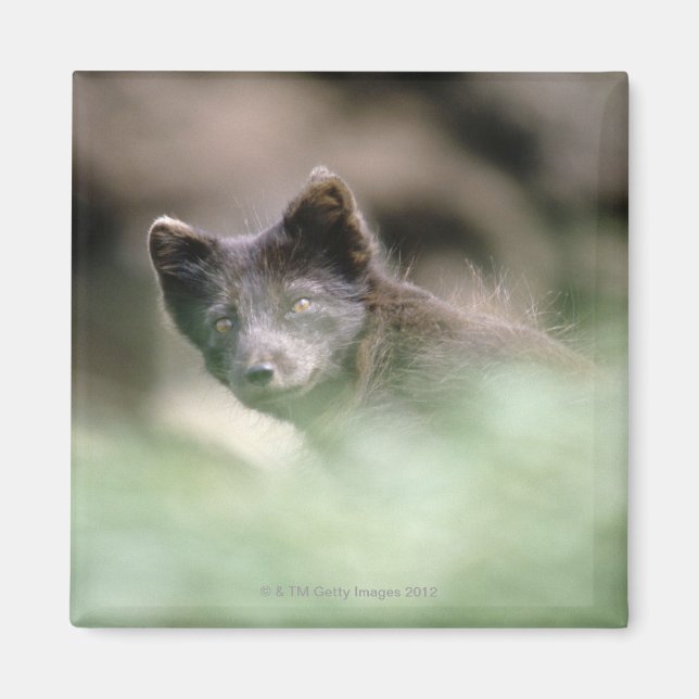 Aimant Petit loup noir (Devant)