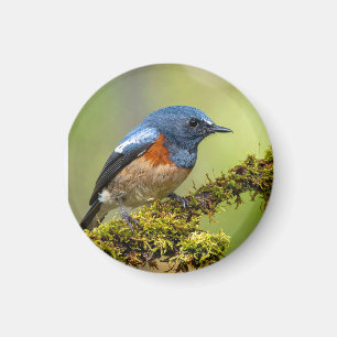 Aimant Petit oiseau bleu