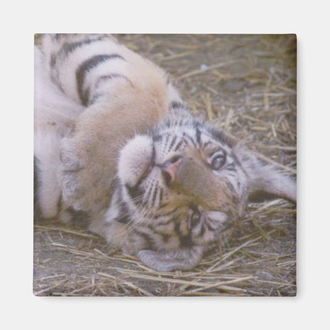 Aimant Petit tigre (Devant)