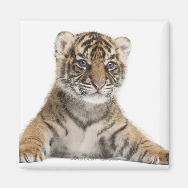 Aimant Petit tigre de Sumatran - Panthera tigris sumatrae (Devant)