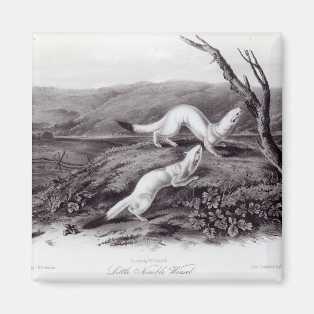 Aimant Petit Weasel (Devant)