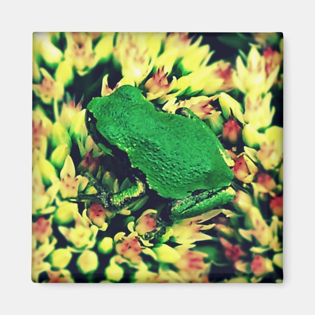 Aimant Petite grenouille (Devant)