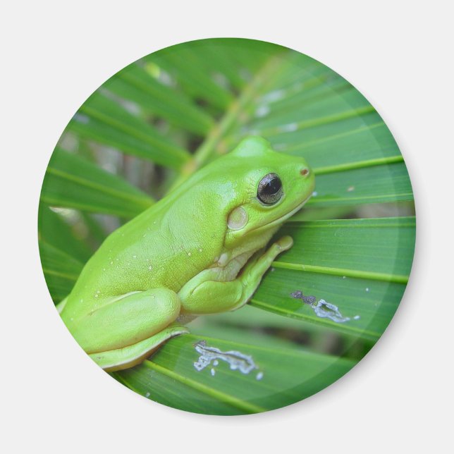Aimant Petite grenouille verte (Devant)