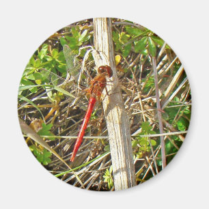 Aimant Petite libellule rouge en novembre