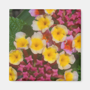 Aimant Petites Fleurs Tropicales Jaunes Aux Bureaux Roses