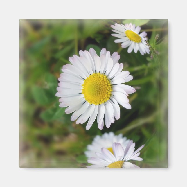 Aimant Petites marguerites (Devant)