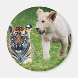Aimant Petits animaux de lion et de tigre au jeu