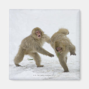 Aimant Petits animaux japonais de singe de neige jouant