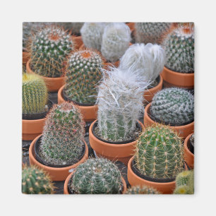 Aimant Petits plantes de cactus