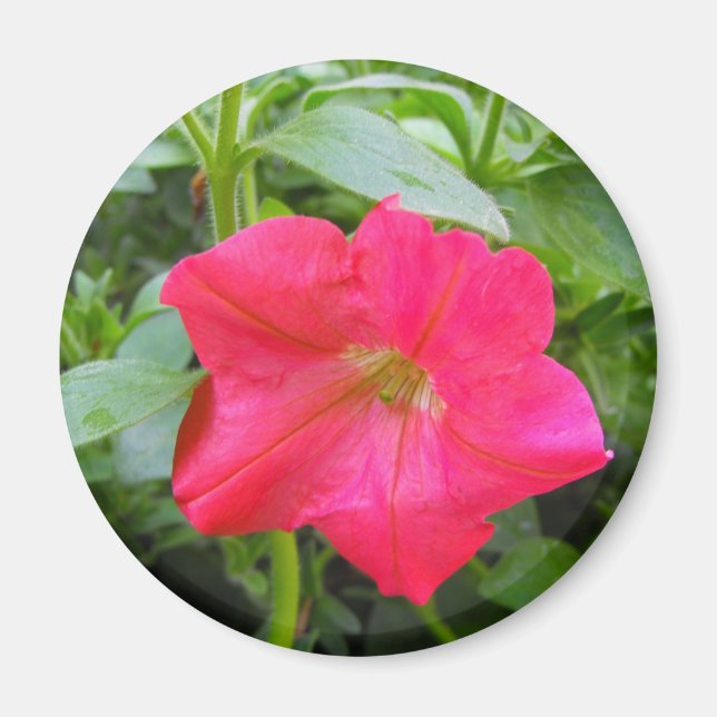 Aimant Pétunia rose (Devant)