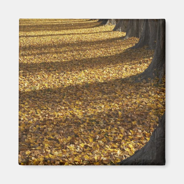 Aimant Peupliers en automne, lac Wanaka, Otago, (Devant)