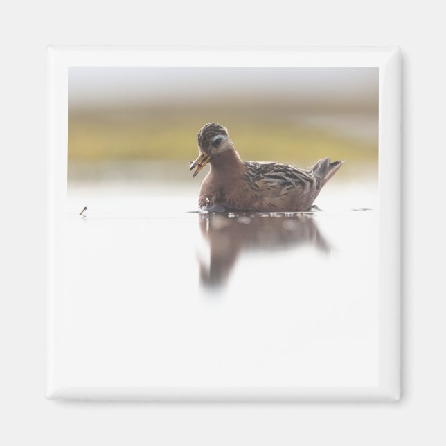 aimant Phalarope rouge 2x2 (Devant)