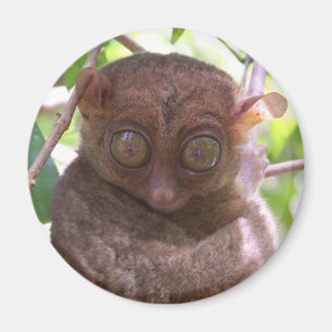 Aimant Philippine Tarsier