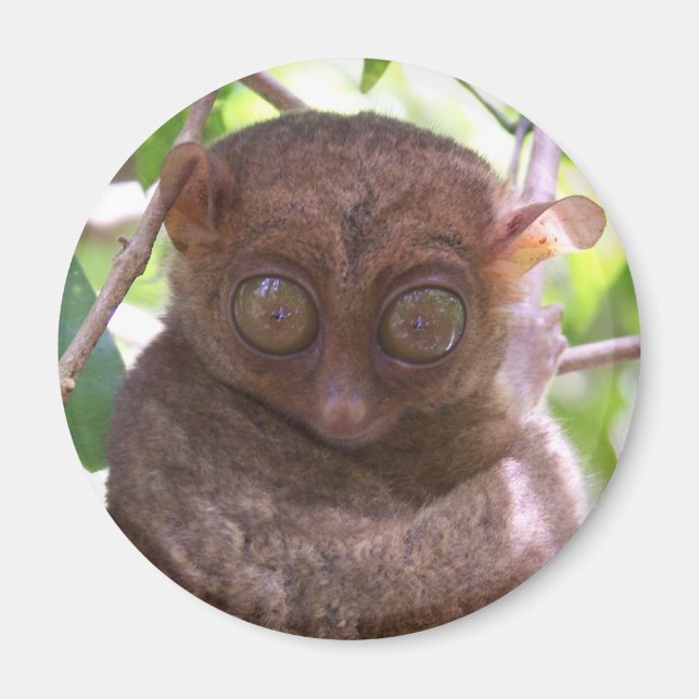 Aimant Philippine Tarsier (Devant)