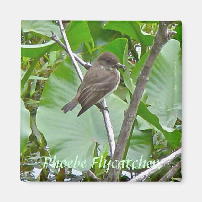 Aimant Phoebe Flycatcher (Devant)