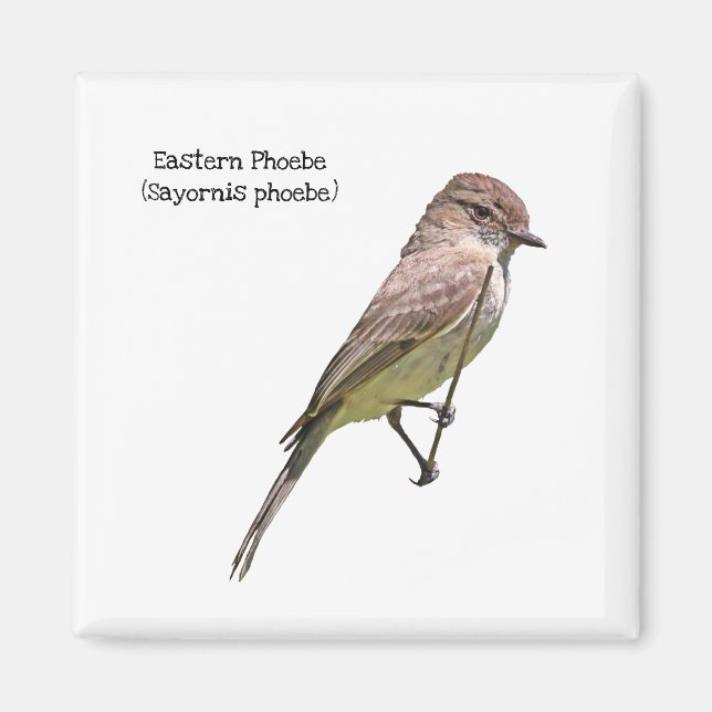 Aimant Phoebe orientale (Devant)