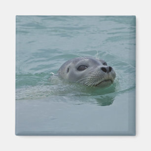 Aimant Phoque du port nageant dans le lac glaciaire Jokul